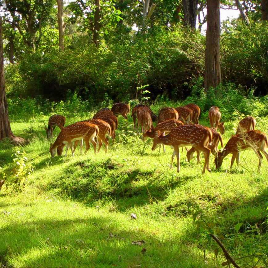 Theni-Ooty-Tour-Package