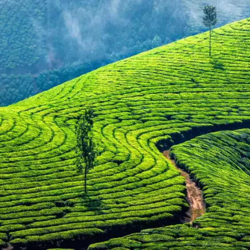 Book-Munnar-Tour-Package-Dindigul