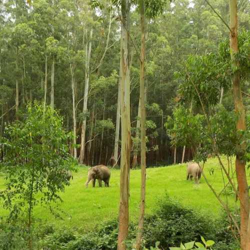 Pullu Medu Elephant View