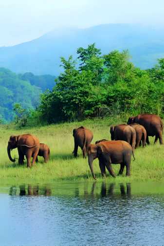 Pullu-Medu-Elephant-View